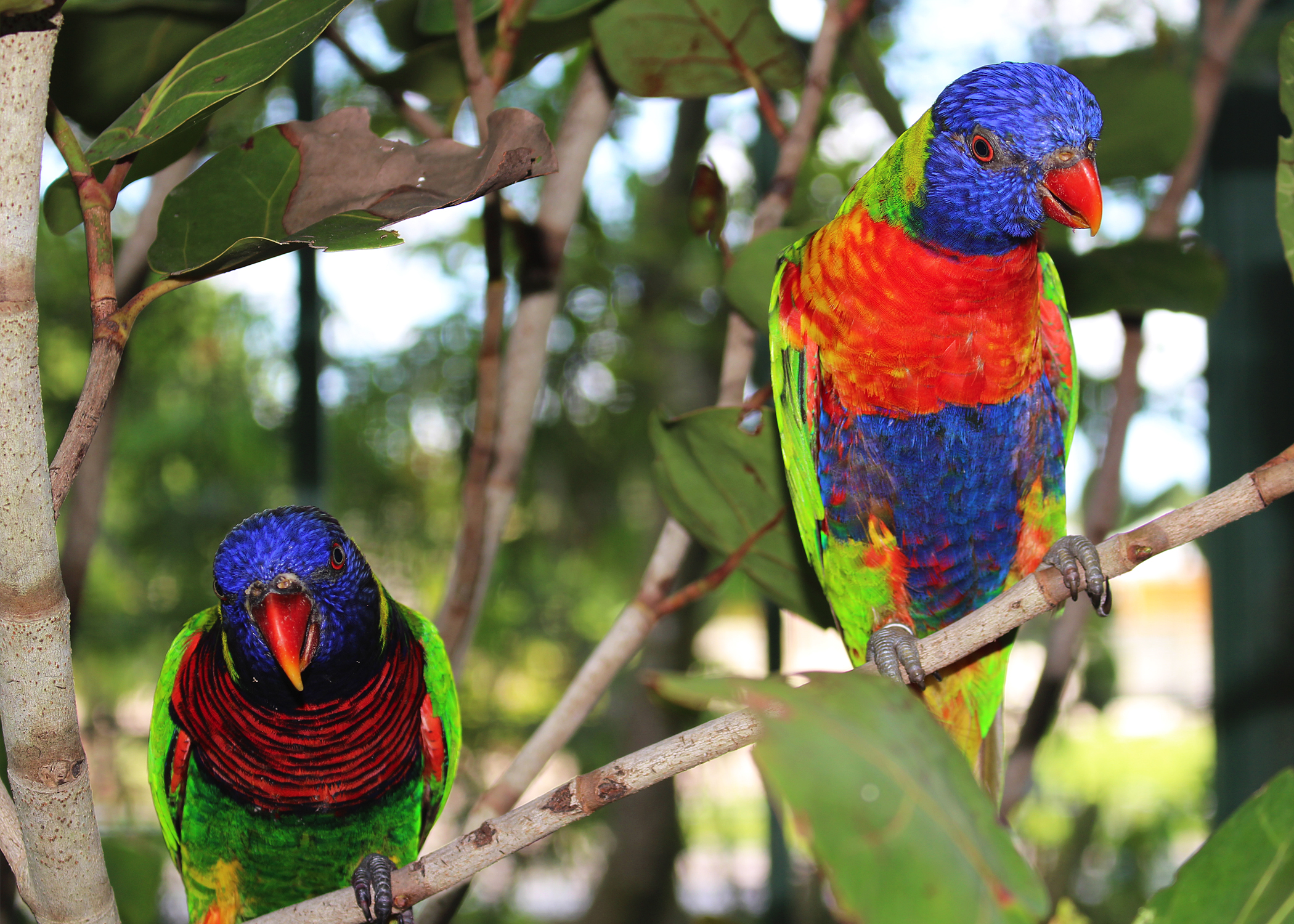 lorikeet